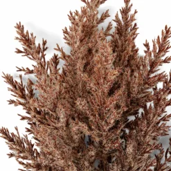 Vases^CASA DAME JEANNE Dame Jeanne Brun